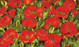 Red Poppies Door Mat image 2