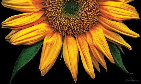 Sunflowers On Black Door Mat image 1